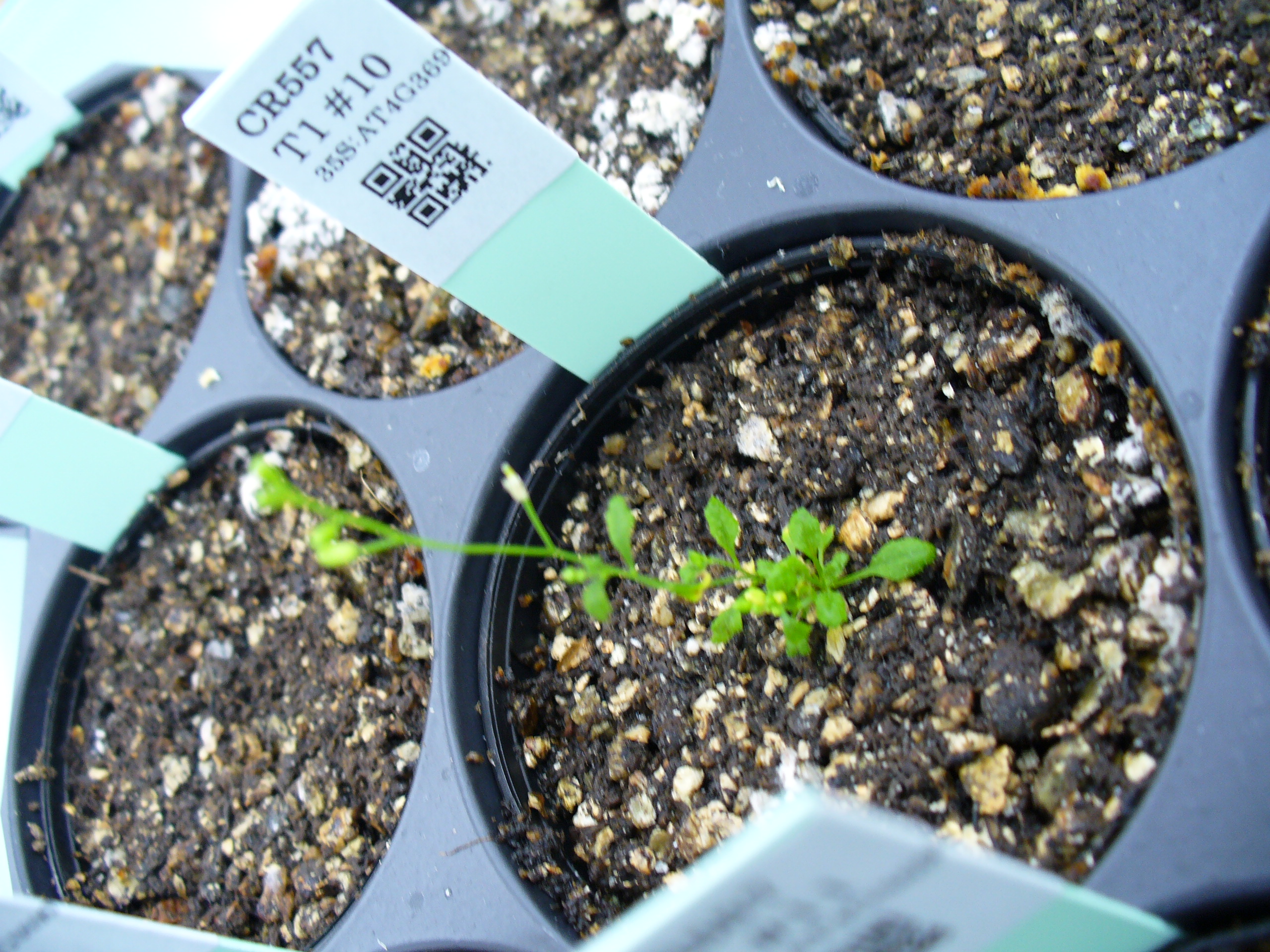 Fioredb Database For Crop And Flower Bio Engineering By Cres T System