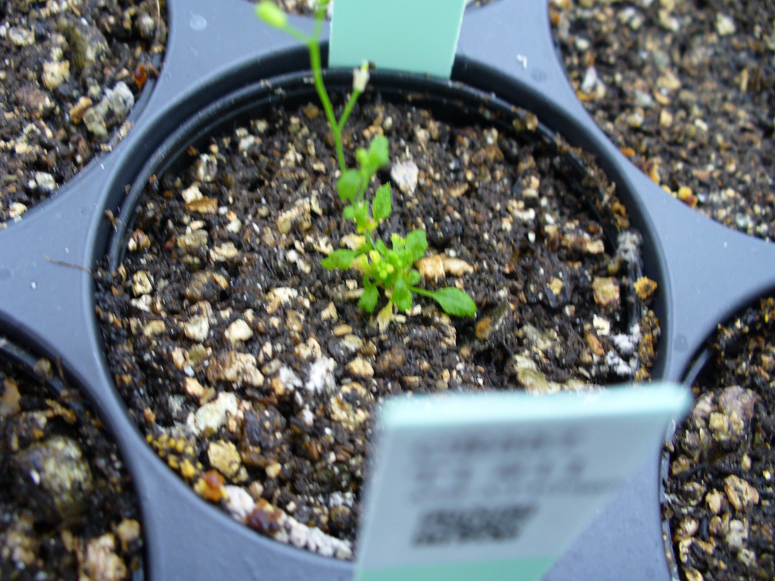 Fioredb Database For Crop And Flower Bio Engineering By Cres T System